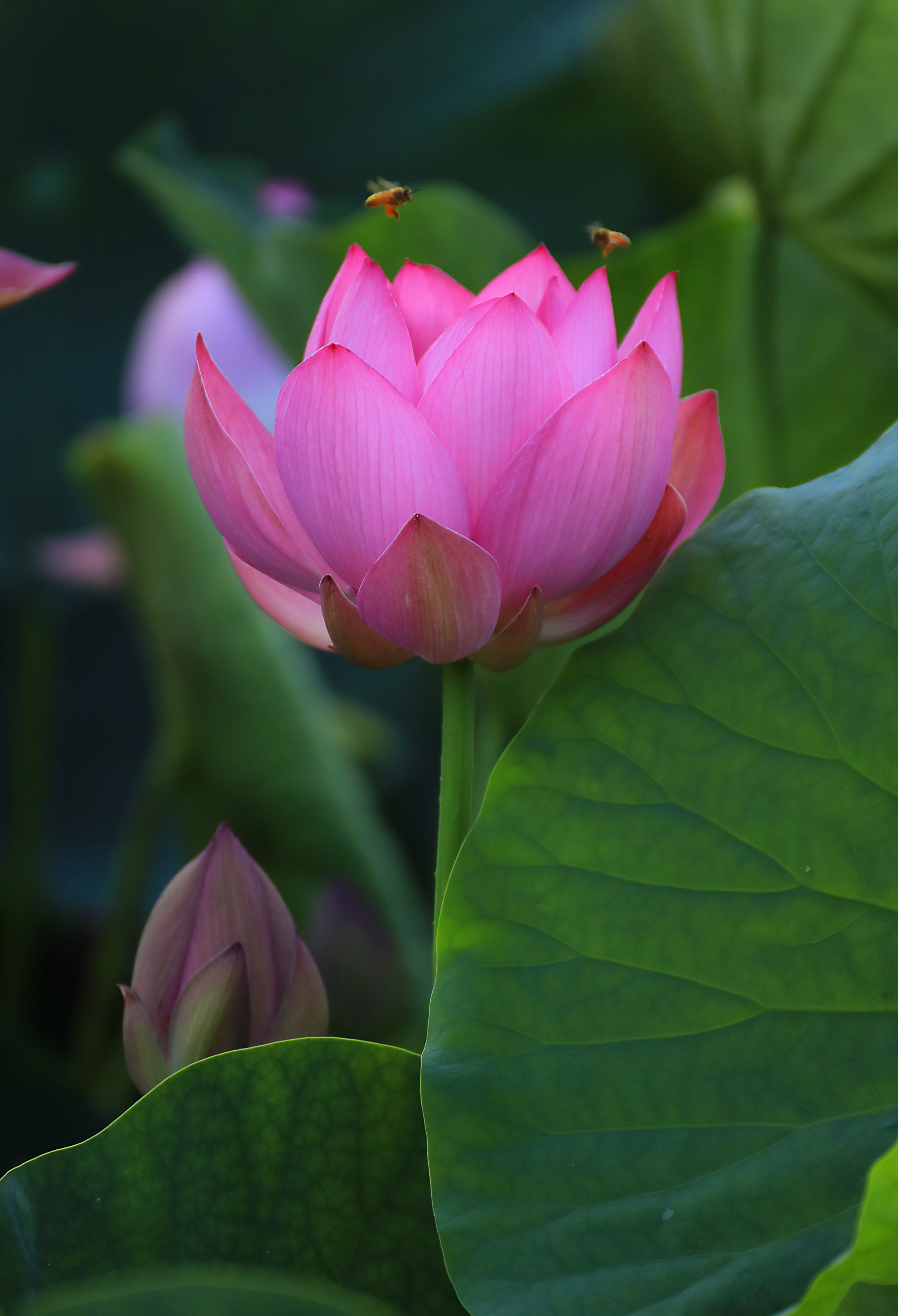 Ancient Lotus of East Park