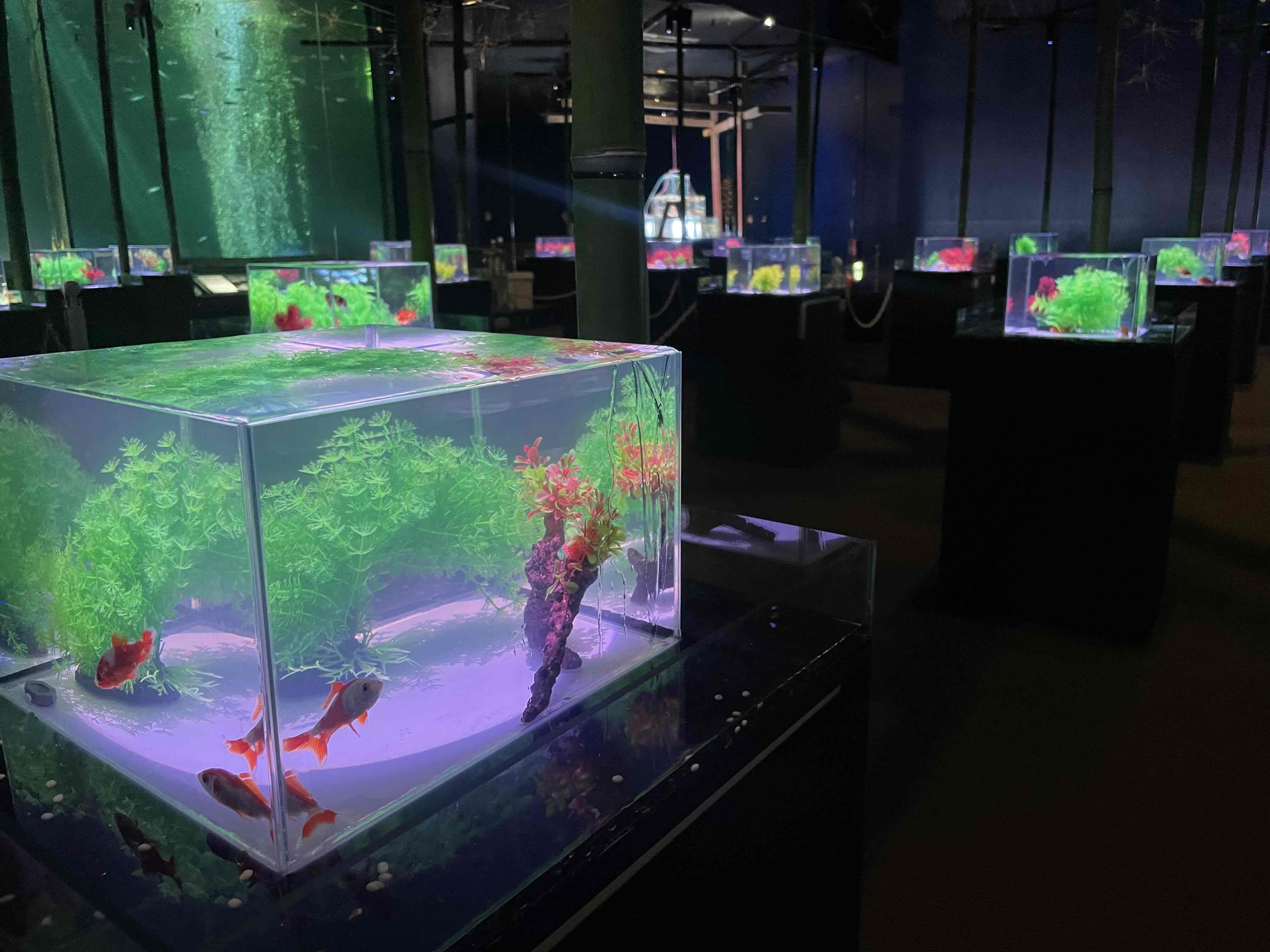 超 激レア ゆらゆら 金魚草 16a6b23dc7c24ad39a28bd4b252adb