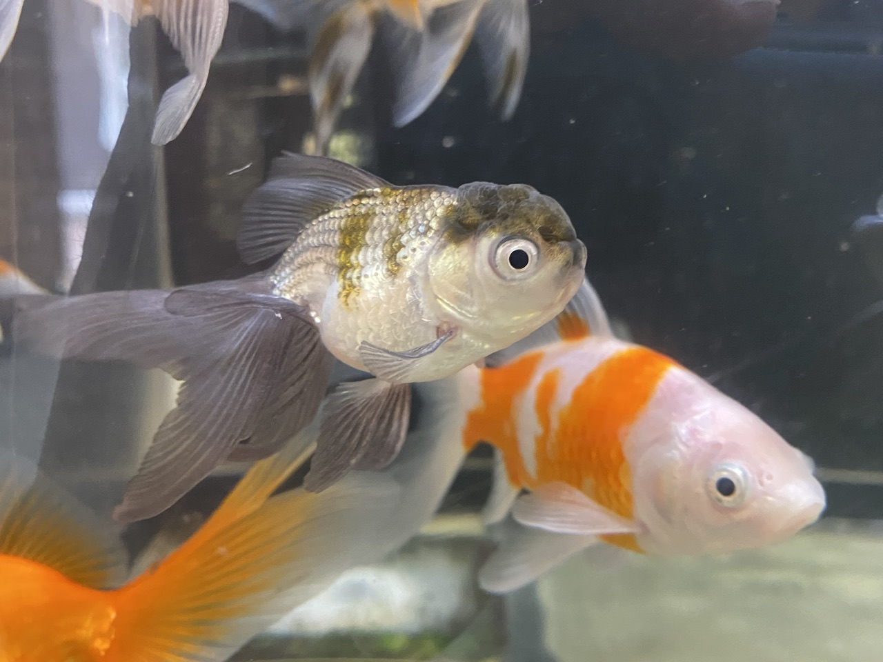 iwafu - 南知多ビーチランド 特別展『「金魚」～2025夏～』｜日本期間