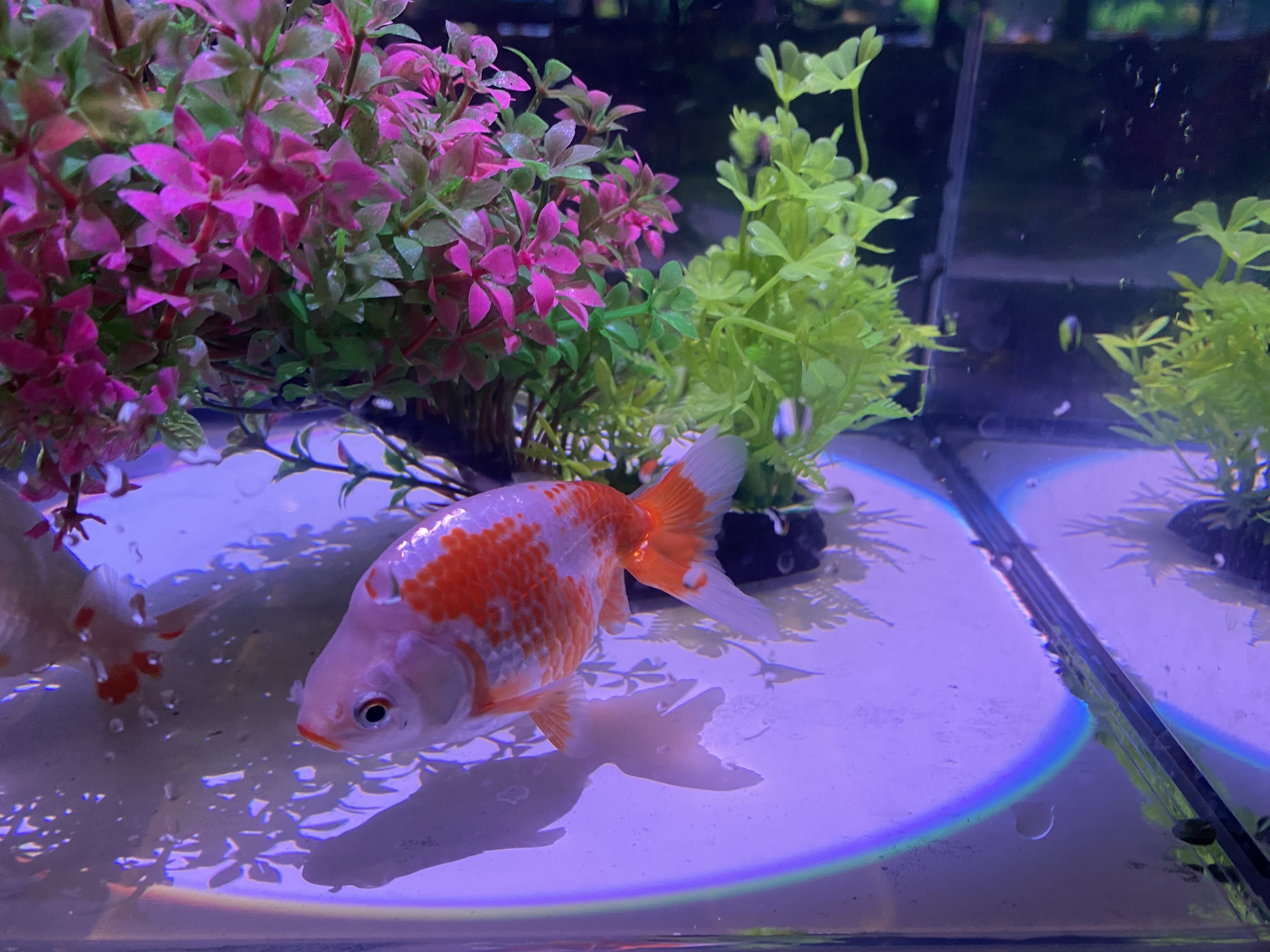 iwafu - 南知多ビーチランド 特別展『「金魚」～2025夏～』｜日本期間