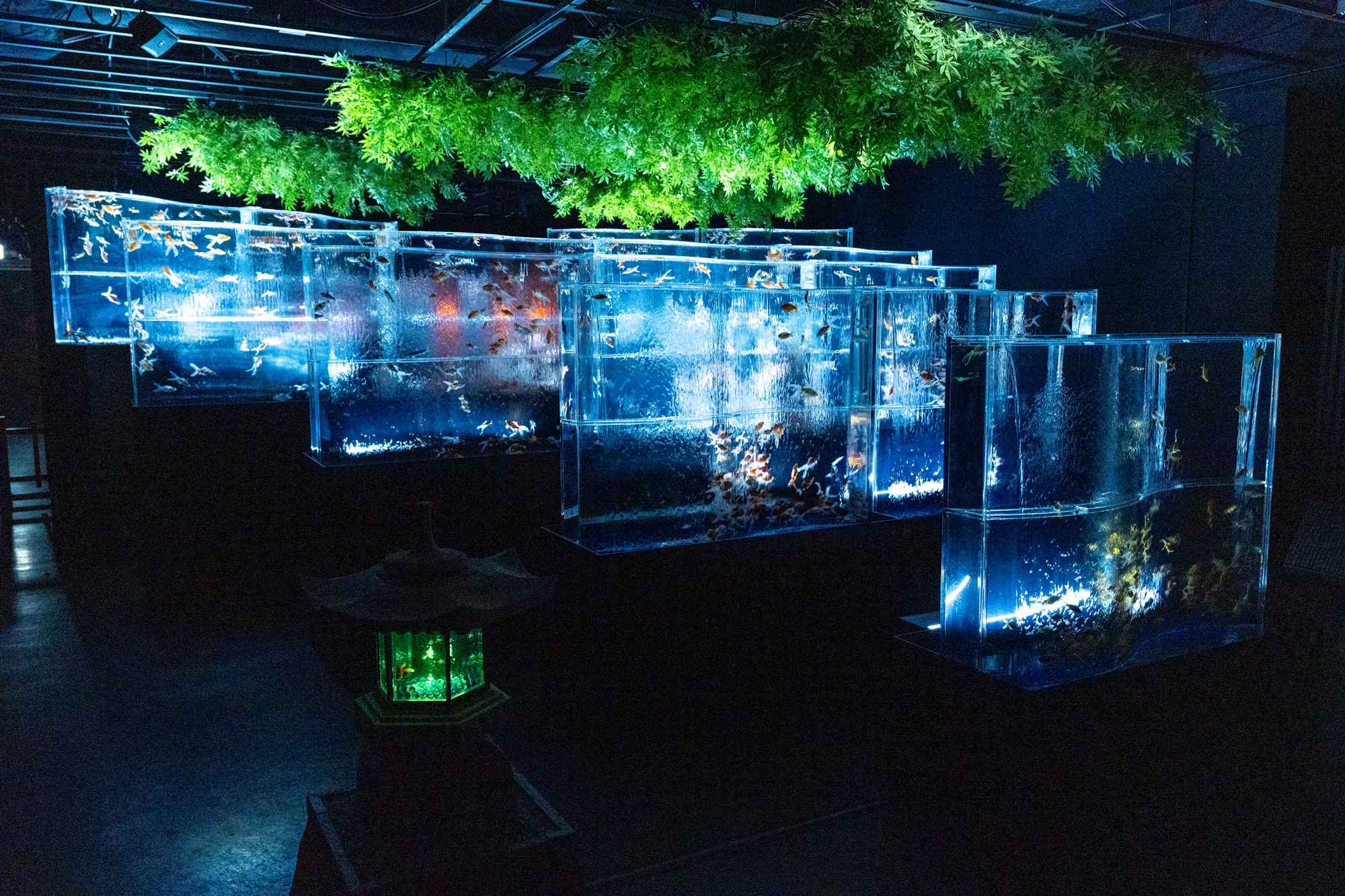 iwafu - Summer Art Aquarium 2025｜Japan's Limited-Time