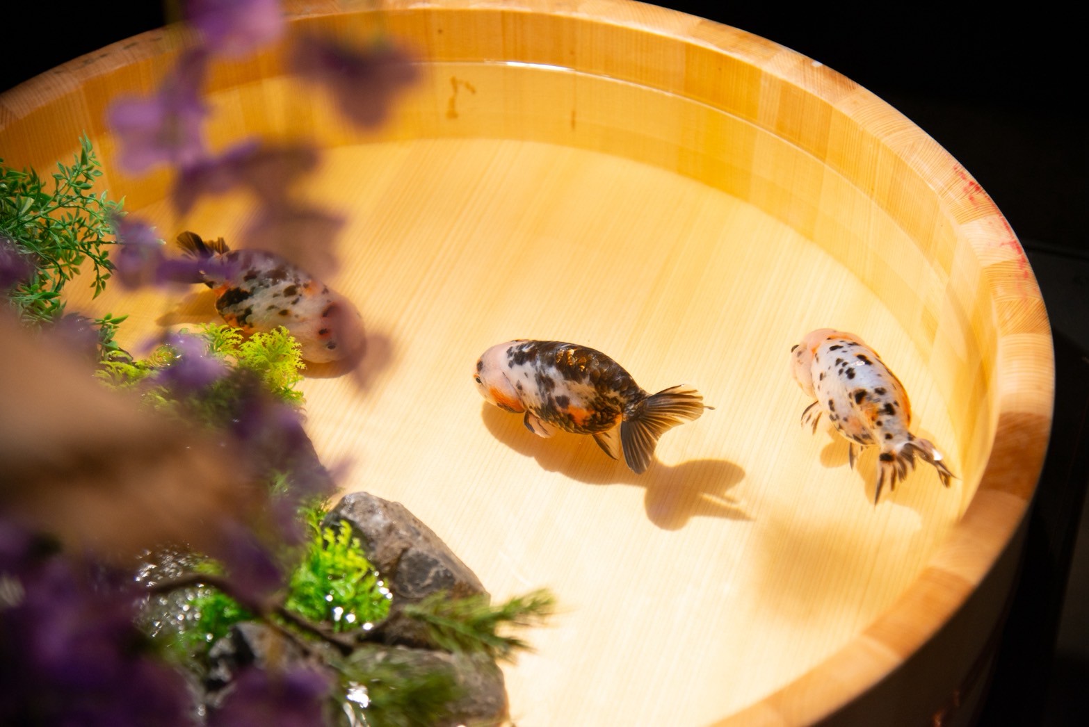 iwafu - 錦鯉・金魚アクアリウム in ときメッセ｜北陸信越 新潟｜日本