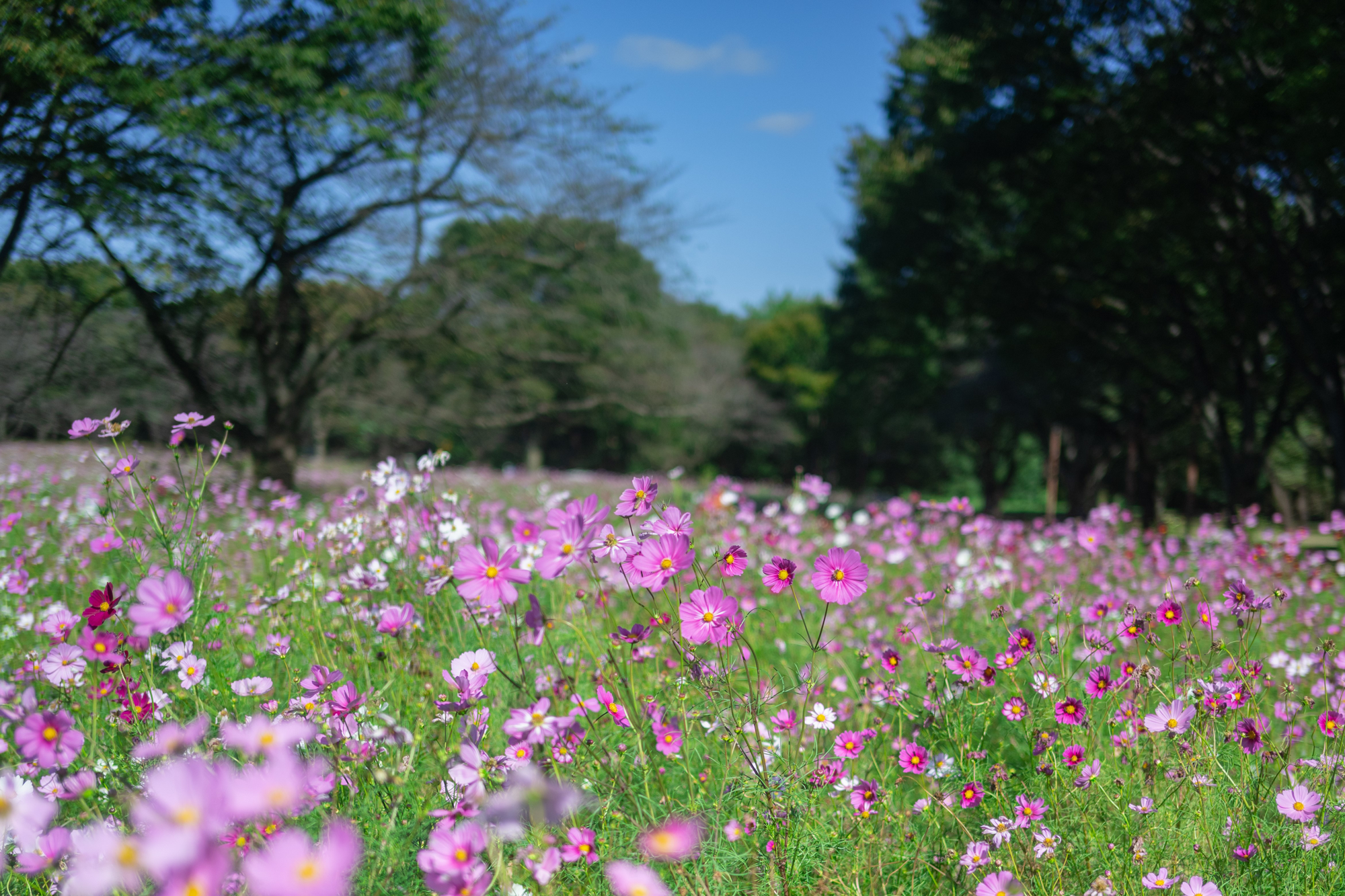 コスモス 立川広巳 昭和記念公園 レモンブライト💛＆パークトレイン🚂 Location