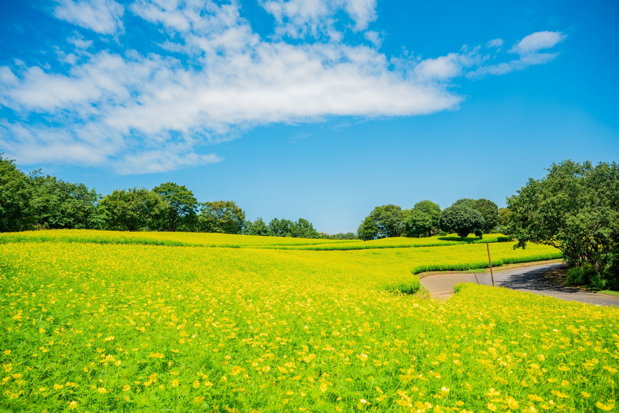 コスモス 立川広巳 コスモス 立川広巳 立川広己 | 作家一覧 | 東京絵画センター