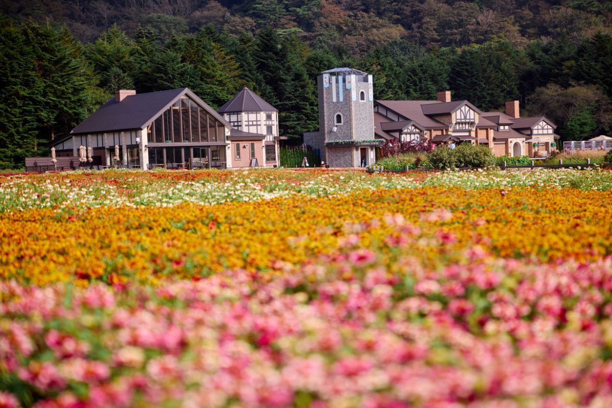 やまの花まつり iwafu - 虹の花まつり2025｜日本期間限定文化旅行ガイド｜深い体験と