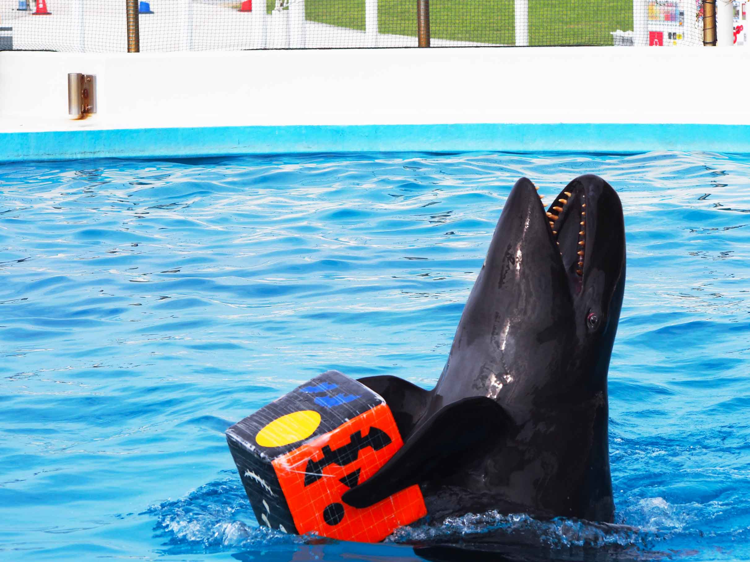 （ぎゅな様）オーシャンシアター 海洋楽園 沖縄美ら海水族館】2024年12月16日より「オキちゃん劇場」再開