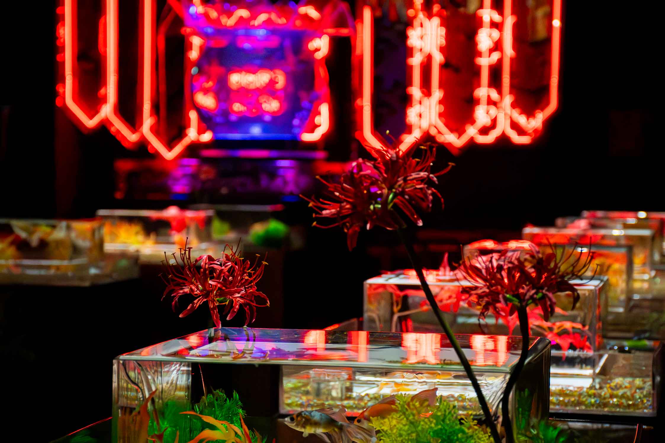 iwafu - アートアクアリウム美術館 GINZA「金魚泳ぐ幻想秋夜2025