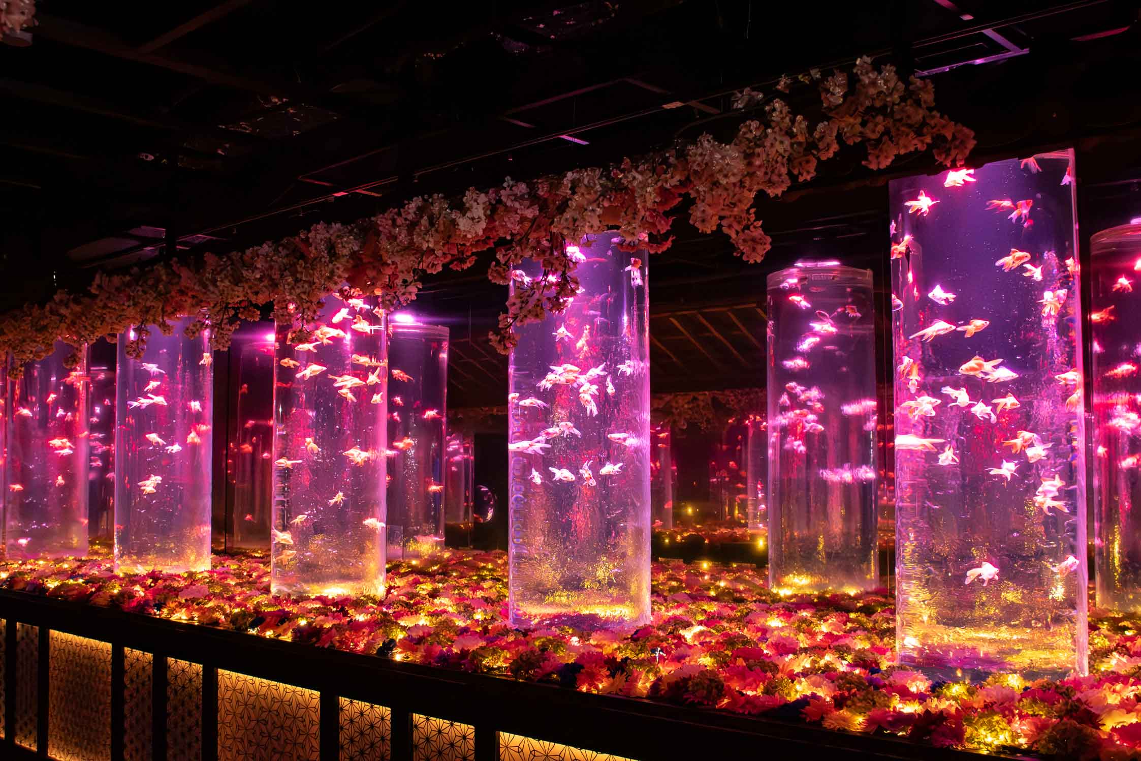 iwafu - Art Aquarium Museum GINZA 