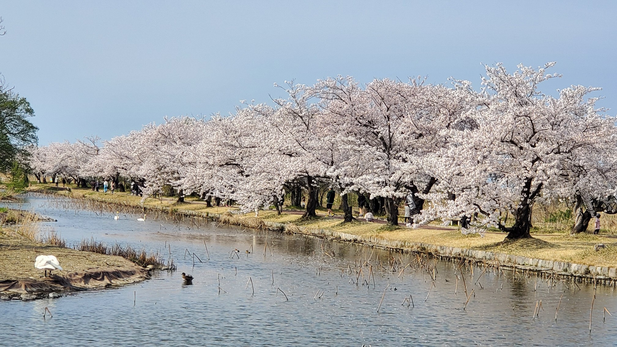 桜ページ　ajqm＋ajrp ６月2日発送 fe6025099f3b43f0bb5a5de2ea2251