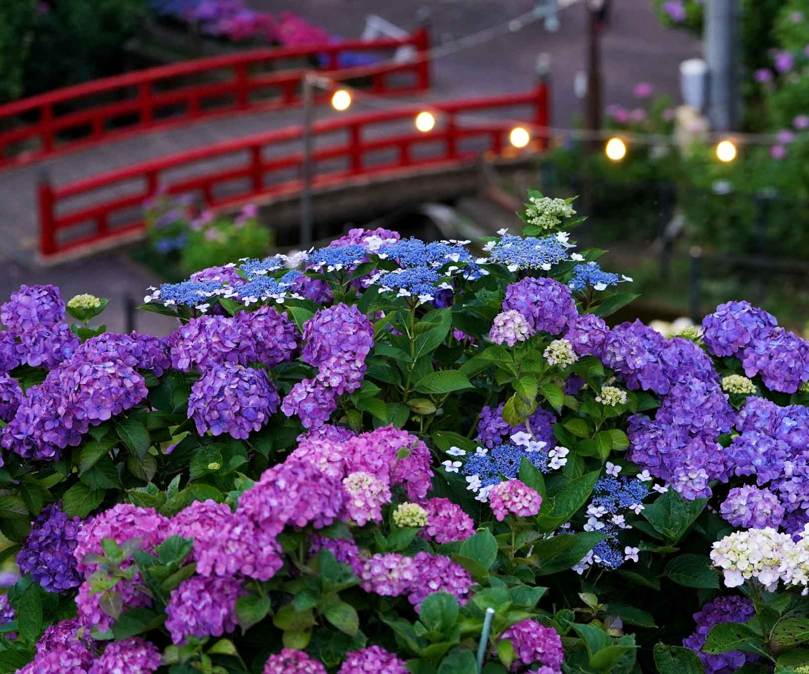 84f98fe9d25f47aeafe5ef62d5e978